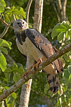 Harpy Eagle (Harpia harpyja). Gamboa, Soberania National Park, Panama.