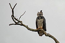 Harpy Eagle (Harpia harpyja). Pipeline Road, Soberania National Park, Panama.