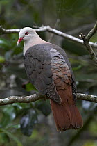Pink Pigeon (Columba mayeri). Mauritius.
