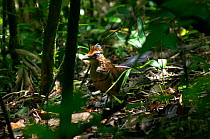 Rufous-vented Ground Cuckoo (Neomorphus geoffroyi). Soberania National Park, Panama.