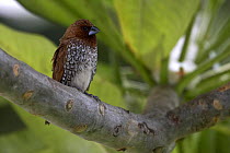 Scale-breasted Munia / Nutmeg Manakin (Lonchura punctulata). Flic-en-flac, Mauritius.