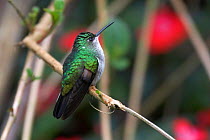 Stripe-tailed Hummingbird (Eupherusa eximia). Las Nubes National Park, Chiriqui, Panama.