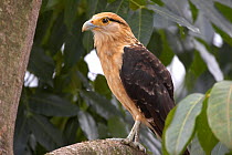Yellow-headed Caracara (Milvago chimachima). Gamboa, Soberania National Park, Panama.