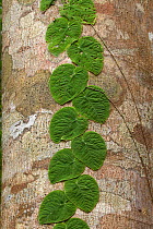 Leaves of vine growing on tree. Soberania National Park, Panama.