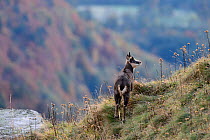 Chamois (Rupicapra rupicapra). Vosges mountain, France, October.