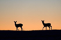 Roe deer (Capreolus capreolus) silhouetted at dawn. Vosges, France, October.