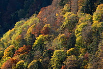 Tree foliage changing colour in autumn. Vosges mountain, France, October.