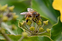 Honey Bee (Apis mellifera) bee foraging on ivy (Hedera helix) flower. Vosges, France, October.