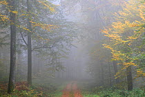 Beech (Fagus) forest in autumn. Vosges mountain, France, October.