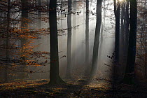 Beech (fagus) forest in autumn. Vosges mountain, France, October.