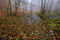 Forest in autumn with mist and puddles. Vosges mountain, France, October.