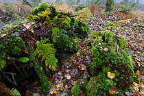 Dead trunks overgrown with moss. Vosges mountain, France, October.