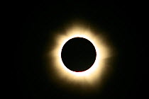Total eclipse of the sun at totality. Palmer River, Queensland, Australia, November 14, 2012.