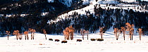 Herd of American Bison (Bison bison) in snow along the Lamar River Valley. Yellowstone National Park, Wyoming, USA, February. Digital composite.