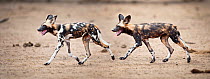 Adult Painted Hunting Dogs / African Wild Dogs (Lycaon pictus). Near the Luangwa River, South Luangwa National Park, Zambia.