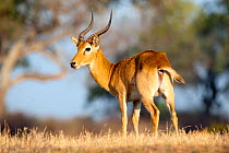 Male Puku (Kobus vardonii). Luangwa River, South Luangwa National Park, Zambia.