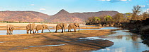 Bachelor herd of bull African Elephants (Loxononta africana) crossing the Luangwa River. South Luangwa National Park, Zambia. Digital composite.