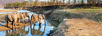 Bachelor herd of bull African Elephants (Loxononta africana) crossing the Luangwa River. South Luangwa National Park, Zambia. Digital composite.