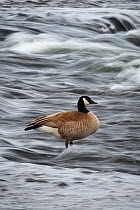 Canada Goose (Branta canadensis) foraging in the Firehole River. Yellowstone National Park, Wyoming, USA, January.