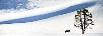 RF- Lone American Bison (Bison bison) grazing in snow. Hayden Valley, Yellowstone National Park, Wyoming, USA, February. Digital composite. (This image may be licensed either as rights managed or roya...