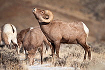 Male Bighorn Sheep (Ovis canadiensis) exhibiting flehmen response after smelling the urine of a female. Shoeshone River Valley, eastern outskirts of Yellowstone National Park, Wyoming, USA, February.