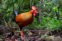 Male Red Jungle Fowl (Gallus gallus) in forest understorey. Sinharaja National Park, Sri Lanka.