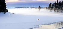 Red Fox (Vulpes vulpes) in winter landscape. Snow covered banks of the frozen Yellowstone River with the Hayden Valley behind. Yellowstone National Park, Wyoming, USA. Digital composite.