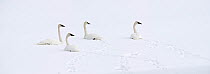 Herd of Trumpeter Swans (Cygnus buccinator) resting on the frozen surface of the Upper Yellowstone River. Hayden Valley, Yellowstone National Park, Wyoming, USA, February. Digital composite.