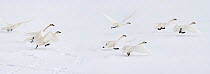 Herd of Trumpeter Swans (Cygnus buccinator) taking off from the frozen surface of the Upper Yellowstone River. Hayden Valley, Yellowstone National Park, Wyoming, USA, February. Digital composite.