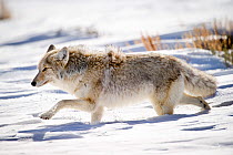 Male Coyote (Canis latrans) walking through deep snow. Hayden Valley, Yellowstone National Park, Wyoming, USA, February.