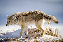 Male Coyote (Canis latrans) urinating / scent marking. Hayden Valley, Yellowstone National Park, Wyoming, USA, February.