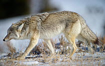 Male Coyote (Canis latrans) walking against the wind. Hayden Valley, Yellowstone National Park, Wyoming, USA, February.