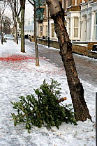 Discarded Christmas tree in snow in a Highbury street awaiting a recycling collection, London Borough of Islington, UK
