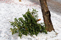 Discarded Christmas tree in snow in a Highbury street awaiting a recycling collection, London UK