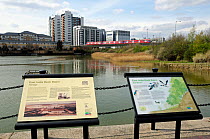 East India Dock Basin now an urban wildlife reserve with interpretive boards in foreground and DLR train crossing in front of modern buildings, East London, UK