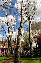 London Plane Tree (Platanus x hispanica) Newington Green, London Borough of Islington, UK