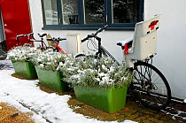 Plantlock Secure Bike Storage with bikes outside house in snow, Highbury, London Borough of Islington, UK