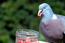 Wood pigeon (Columba palumbus) tame enough to eat peanuts from a jar, Holloway, London Borough of Islington, UK