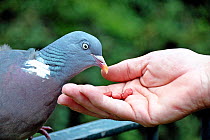 Wood pigeon (Columba palumbus) tame enough to eat peanuts from hand, Holloway, London Borough of Islington, UK
