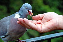 Wood pigeon (Columba palumbus) tame enough to eat peanuts from hand, Holloway, London Borough of Islington, UK
