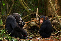 Western chimpanzee (Pan troglodytes verus)   female 'Yo' aged 49 years feeding on palm oil fruits watched by juvenile female 'Joya' aged 6 years, Bossou Forest, Mont Nimba, Guinea. December 2010.