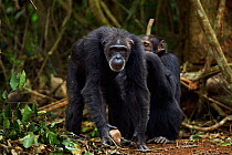 Western chimpanzee (Pan troglodytes verus)   female 'Yo' aged 49 years being groomed by male 'Tua' aged 53 years, Bossou Forest, Mont Nimba, Guinea. December 2010.