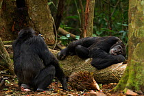 Western chimpanzee (Pan troglodytes verus)   female 'Pama' aged 43 years feeding on palm oil fruits while her son 'Peley' aged 12 years rests behind on a fallen tree, Bossou Forest, Mont Nimba, Guinea...