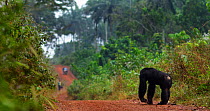 Western chimpanzee (Pan troglodytes verus) crossing a road, with people in far distance, Bossou Forest, Mont Nimba, Guinea. December 2010.