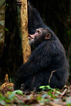 Western chimpanzee (Pan troglodytes verus)   alpha male 'Foaf' aged 30 years making a 'Pant Hoot' volcalisation to make contact with other community members, Bossou Forest, Mont Nimba, Guinea. Decembe...