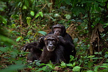 Western chimpanzee (Pan troglodytes verus)   young male 'Peley' aged 12 years grooming his mother 'Pama' aged 43 years, Bossou Forest, Mont Nimba, Guinea. December 2010.