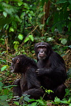 Western chimpanzee (Pan troglodytes verus)   young male 'Peley' aged 12 years and his mother 'Pama' aged 43 years on alert, listening after hearing unidentified sound, Bossou Forest, Mont Nimba, Guine...