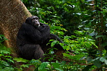 Western chimpanzee (Pan troglodytes verus)   young male 'Peley' aged 12 years sitting on a tree buttress, Bossou Forest, Mont Nimba, Guinea. December 2010.