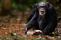 Western chimpanzee (Pan troglodytes verus)   female 'Jire' aged 52 years using two rocks as tools to crack open palm oil nuts, Bossou Forest, Mont Nimba, Guinea. December 2010.