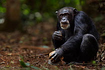 Western chimpanzee (Pan troglodytes verus)   female 'Jire' aged 52 years using two rocks as tools to crack open palm oil nuts, Bossou Forest, Mont Nimba, Guinea. December 2010.